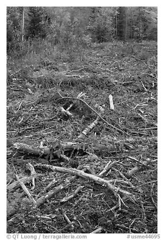 Tree remnants in logged area. Maine, USA