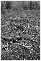 Tree remnants in logged area. Maine, USA (black and white)