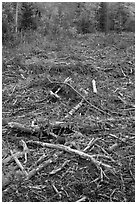 Tree remnants in logged area. Maine, USA ( black and white)