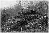 Pile of cut branches. Maine, USA (black and white)