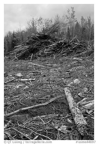 Cut area and twigs in logging area. Maine, USA