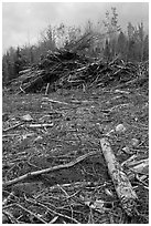 Cut area and twigs in logging area. Maine, USA (black and white)
