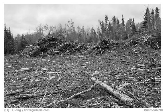 Deforested landscape in the fall. Maine, USA (black and white)