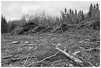 Deforested landscape in the fall. Maine, USA (black and white)