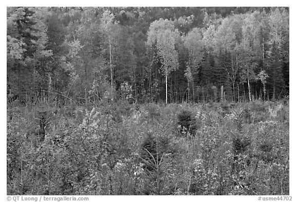 Clearing and north woods in the fall. Maine, USA (black and white)