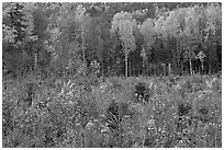 Clearing and north woods in the fall. Maine, USA ( black and white)