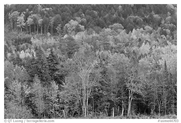 Northern woods in autumn. Maine, USA (black and white)