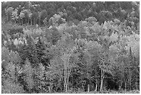 Northern woods in autumn. Maine, USA ( black and white)