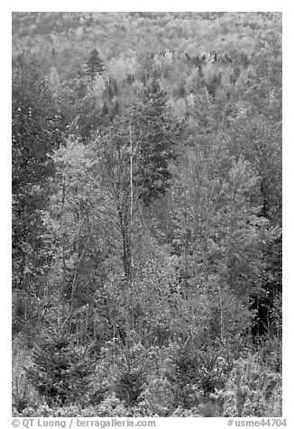 Northern forest in the fall. Maine, USA (black and white)