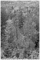 Northern forest in the fall. Maine, USA (black and white)