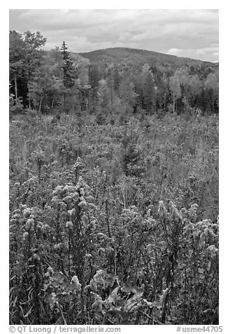 Clearing, forest in fall foliage, and hill. Maine, USA (black and white)