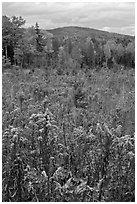 Clearing, forest in fall foliage, and hill. Maine, USA ( black and white)