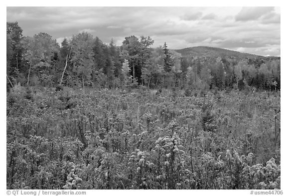 Clearing and forest in autumn. Maine, USA (black and white)