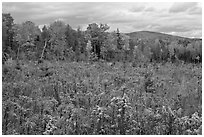 Clearing and forest in autumn. Maine, USA ( black and white)