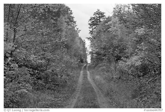 Grassy road in autumn. Maine, USA (black and white)
