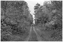 Grassy road in autumn. Maine, USA (black and white)