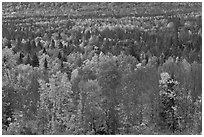 Septentrional woods in autumn. Maine, USA (black and white)