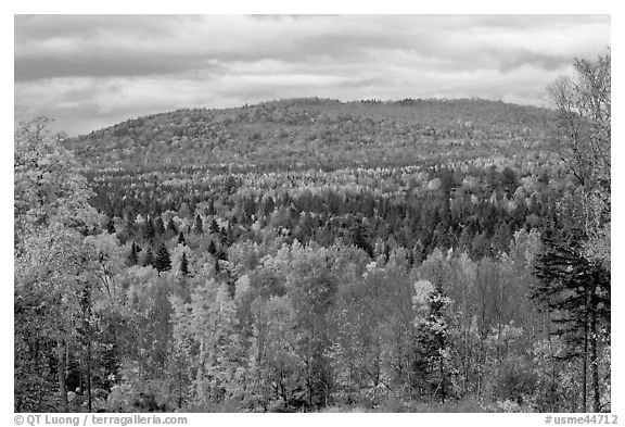Northern forest landscape in autumn. Maine, USA (black and white)