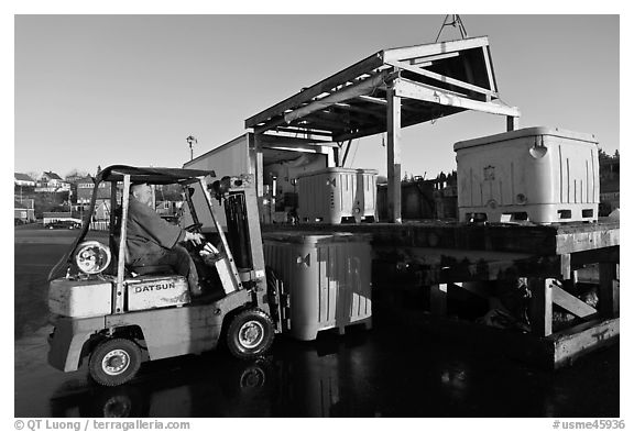 Man loading lobster crates in harbor. Stonington, Maine, USA