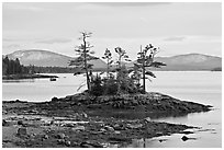 Islet with trees and low tide, and Frenchman Bay. Maine, USA (black and white)