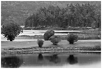 Somesville harbor. Maine, USA ( black and white)