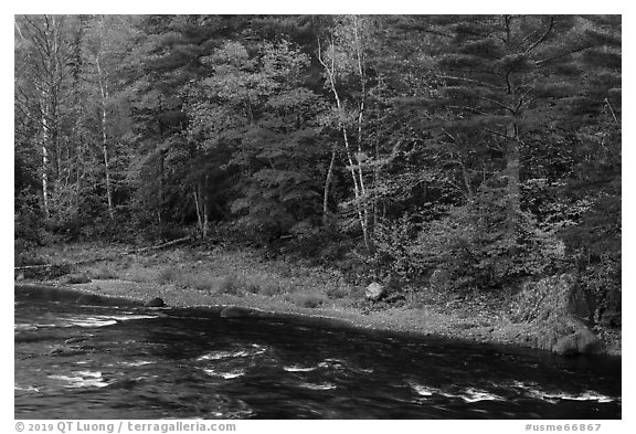 Trees in fall foliage on riverbank of East Branch Penobscot River. Katahdin Woods and Waters National Monument, Maine, USA (black and white)