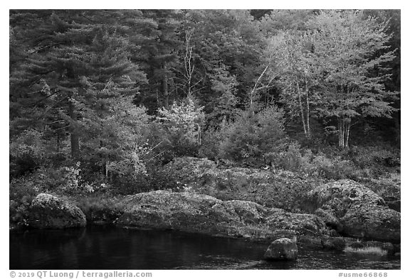 Rocks and trees in fall foliage, along East Branch Penobscot River. Katahdin Woods and Waters National Monument, Maine, USA (black and white)