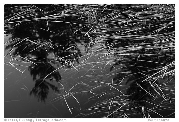 Grasses and reflections in beaver pond, Sandbank Stream. Katahdin Woods and Waters National Monument, Maine, USA (black and white)