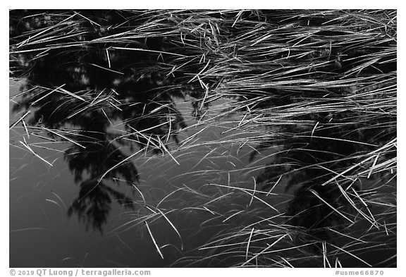 Grasses and reflections in beaver pond, Sandbank Stream. Katahdin Woods and Waters National Monument, Maine, USA (black and white)