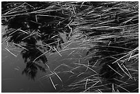 Grasses and reflections in beaver pond, Sandbank Stream. Katahdin Woods and Waters National Monument, Maine, USA ( black and white)