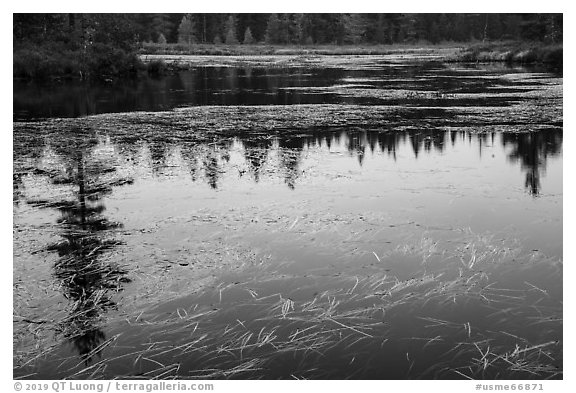 Beaver pond, Sandbank Stream. Katahdin Woods and Waters National Monument, Maine, USA (black and white)