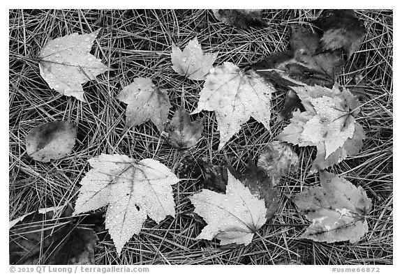 Individual fallen leaves with water drops on bed of pine needles. Katahdin Woods and Waters National Monument, Maine, USA (black and white)