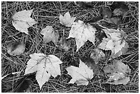 Individual fallen leaves with water drops on bed of pine needles. Katahdin Woods and Waters National Monument, Maine, USA ( black and white)