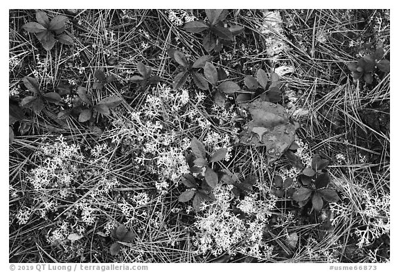 Close up of ground with pine needles, leaves, and moss. Katahdin Woods and Waters National Monument, Maine, USA (black and white)