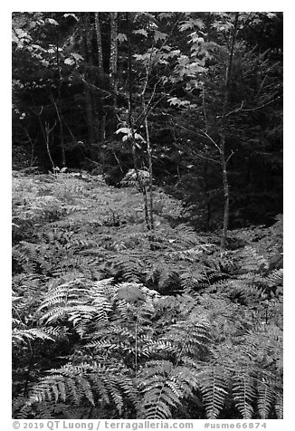 Ferns, maples, and spruce in autumn. Katahdin Woods and Waters National Monument, Maine, USA (black and white)