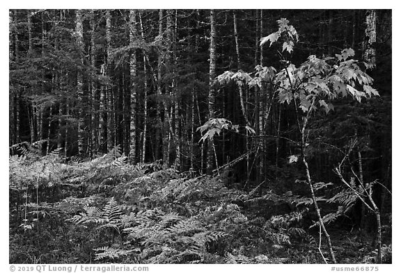 Ferns and forest on glacial esker. Katahdin Woods and Waters National Monument, Maine, USA (black and white)