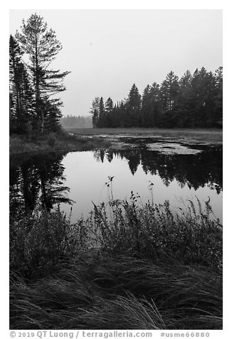 Grasses and pond, Sandbank Stream. Katahdin Woods and Waters National Monument, Maine, USA (black and white)