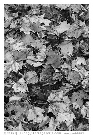 Dense fallen leaves on ground. Katahdin Woods and Waters National Monument, Maine, USA (black and white)