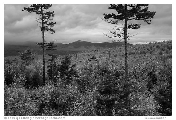 Transitional deciduous northern hardwood forest and struce fir mix. Katahdin Woods and Waters National Monument, Maine, USA (black and white)