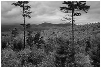 Transitional deciduous northern hardwood forest and struce fir mix. Katahdin Woods and Waters National Monument, Maine, USA ( black and white)