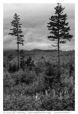 Two spruce trees amongst northern hardwood forest in autumn. Katahdin Woods and Waters National Monument, Maine, USA (black and white)