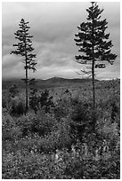 Two spruce trees amongst northern hardwood forest in autumn. Katahdin Woods and Waters National Monument, Maine, USA ( black and white)