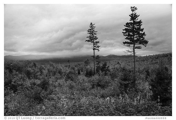 View from Loop Road Overlook. Katahdin Woods and Waters National Monument, Maine, USA (black and white)