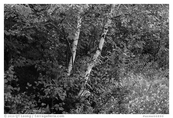 Early forest in autumn with colorful leaves. Katahdin Woods and Waters National Monument, Maine, USA (black and white)