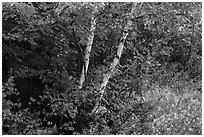 Early forest in autumn with colorful leaves. Katahdin Woods and Waters National Monument, Maine, USA ( black and white)