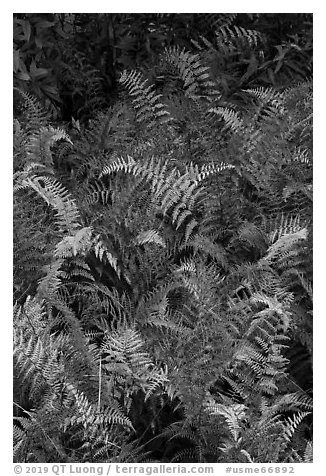 Ferns in autumn. Katahdin Woods and Waters National Monument, Maine, USA (black and white)