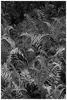 Ferns in autumn. Katahdin Woods and Waters National Monument, Maine, USA ( black and white)