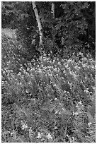 Wildflowers, ferns, and maple in meadow. Katahdin Woods and Waters National Monument, Maine, USA ( black and white)