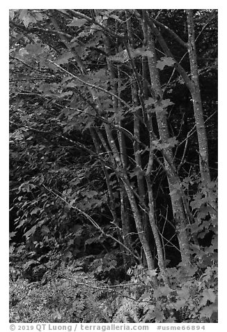 Maple with red leaves. Katahdin Woods and Waters National Monument, Maine, USA (black and white)