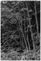 Maple with red leaves. Katahdin Woods and Waters National Monument, Maine, USA ( black and white)